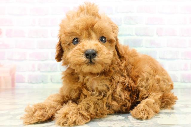 沖縄県のトイプードル(トイ) (Coo&RIKUイオン北谷店/2026年6月2日生まれ/女の子/レッド)の子犬の2枚目の画像