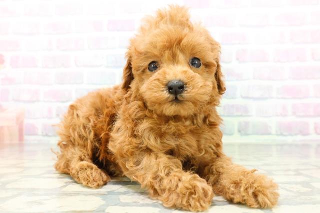 沖縄県のトイプードル(トイ) (Coo&RIKUイオン北谷店/2026年6月2日生まれ/女の子/レッド)の子犬の3枚目の画像
