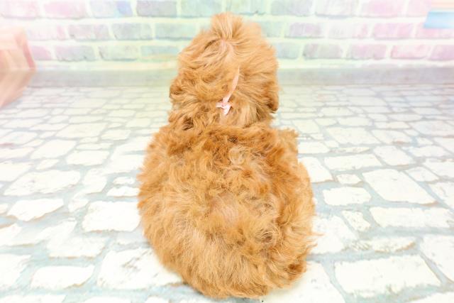沖縄県のトイプードル(トイ) (Coo&RIKUイオン北谷店/2026年6月2日生まれ/女の子/レッド)の子犬の4枚目の画像