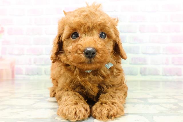 青森県のトイプードル(トイ) (Coo&RIKU青森店/2026年6月2日生まれ/男の子/レッド)の子犬の1枚目の画像