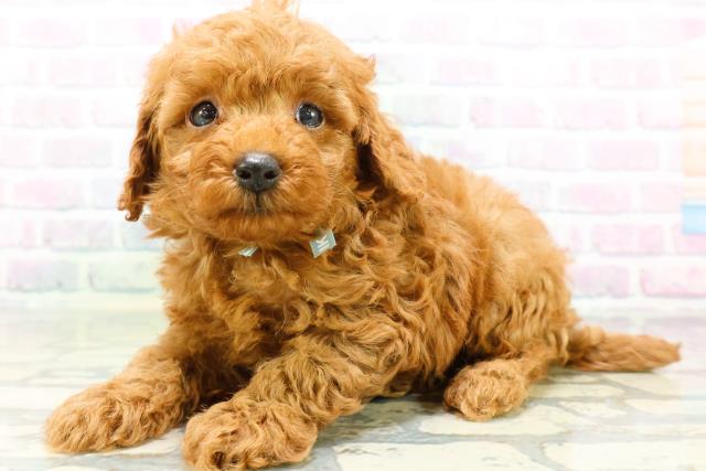 青森県のトイプードル(トイ) (Coo&RIKU青森店/2026年6月2日生まれ/男の子/レッド)の子犬の2枚目の画像