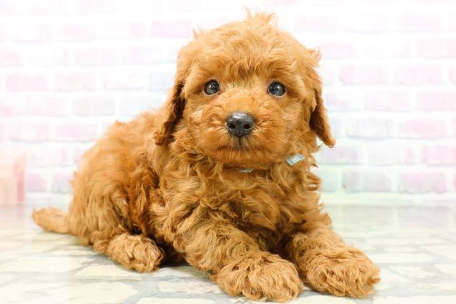 青森県のトイプードル(トイ) (Coo&RIKU青森店/2026年6月2日生まれ/男の子/レッド)の子犬の3枚目の画像