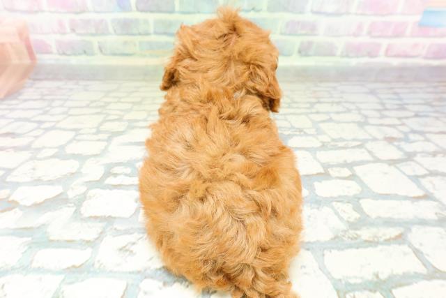 青森県のトイプードル(トイ) (Coo&RIKU青森店/2026年6月2日生まれ/男の子/レッド)の子犬の4枚目の画像