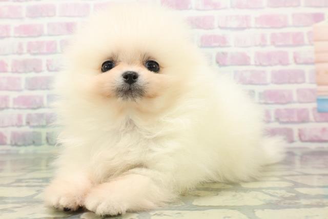 神奈川県のポメラニアン (Coo&RIKU横須賀店/2026年6月1日生まれ/男の子/ホワイト)の子犬の2枚目の画像
