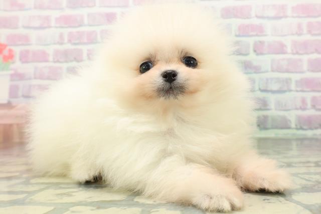 神奈川県のポメラニアン (Coo&RIKU横須賀店/2026年6月1日生まれ/男の子/ホワイト)の子犬の3枚目の画像