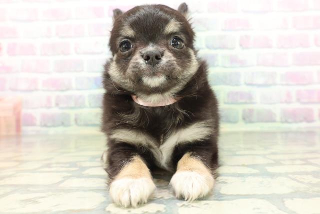 広島県のチワワ(ロング) (Coo&RIKU福山店/2026年6月2日生まれ/女の子/ブラックタンホワイト)の子犬の1枚目の画像
