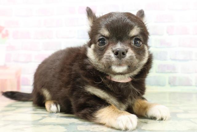 広島県のチワワ(ロング) (Coo&RIKU福山店/2026年6月2日生まれ/女の子/ブラックタンホワイト)の子犬の3枚目の画像