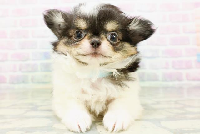 富山県のチワワ(ロング) (Coo&RIKU富山店/2026年6月2日生まれ/男の子/トライカラー)の子犬の1枚目の画像