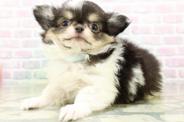 富山県のチワワ(ロング) (Coo&RIKU富山店/2026年6月2日生まれ/男の子/トライカラー)の子犬の2枚目の画像