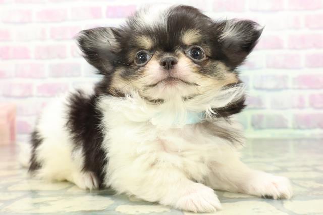 富山県のチワワ(ロング) (Coo&RIKU富山店/2026年6月2日生まれ/男の子/トライカラー)の子犬の3枚目の画像