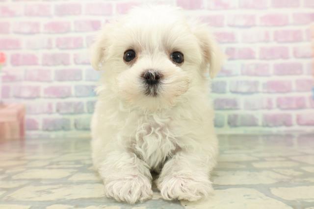 高知県のマルチーズ (Coo&RIKU高知御座店/2026年5月29日生まれ/男の子/ホワイト)の子犬の1枚目の画像