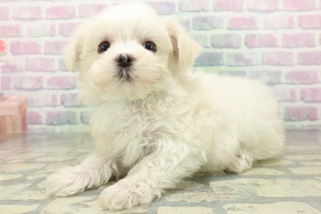 高知県のマルチーズ (Coo&RIKU高知御座店/2026年5月29日生まれ/男の子/ホワイト)の子犬の2枚目の画像