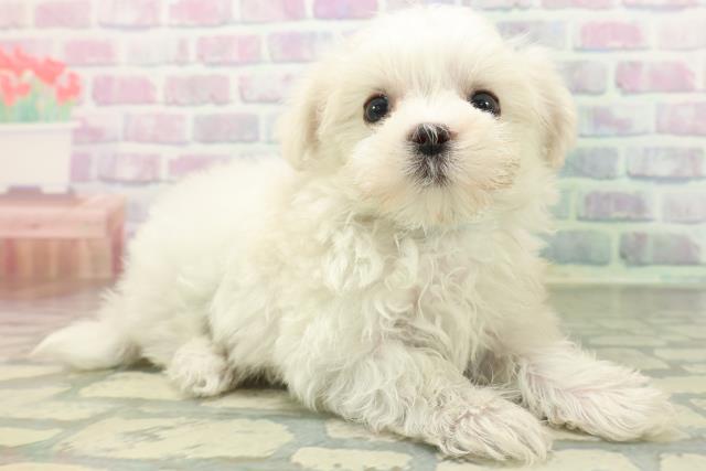 高知県のマルチーズ (Coo&RIKU高知御座店/2026年5月29日生まれ/男の子/ホワイト)の子犬の3枚目の画像