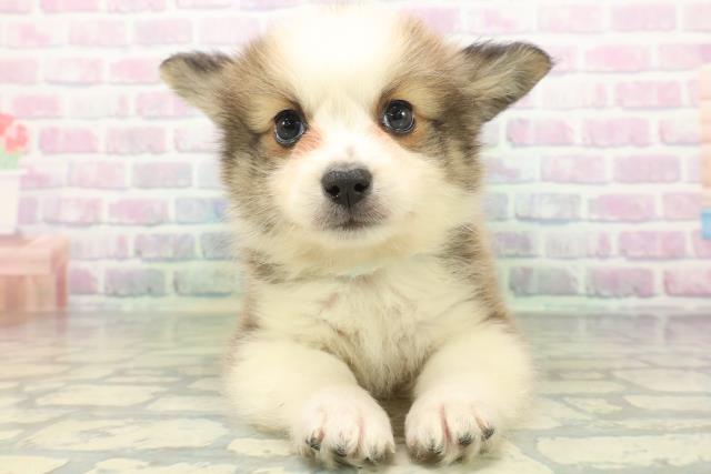 高知県のハーフ犬・ミックス犬 (Coo&RIKU高知御座店/2026年6月2日生まれ/男の子/レッドホワイト)の子犬の1枚目の画像