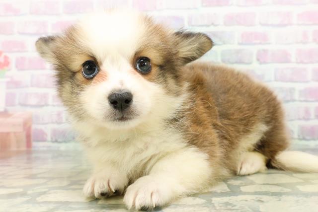 高知県のハーフ犬・ミックス犬 (Coo&RIKU高知御座店/2026年6月2日生まれ/男の子/レッドホワイト)の子犬の2枚目の画像