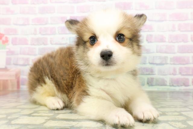 高知県のハーフ犬・ミックス犬 (Coo&RIKU高知御座店/2026年6月2日生まれ/男の子/レッドホワイト)の子犬の3枚目の画像