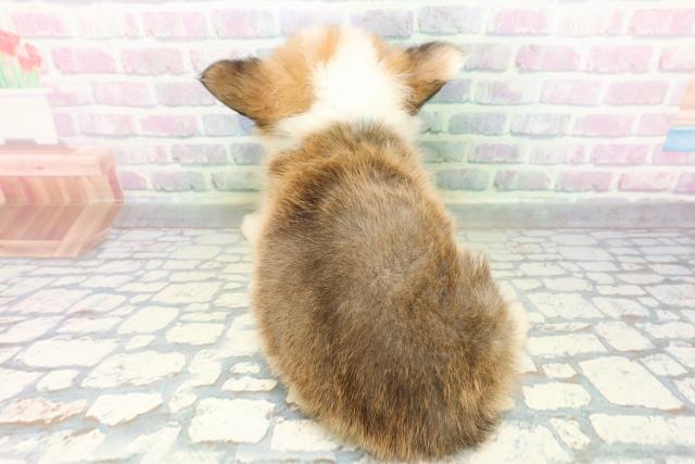 高知県のハーフ犬・ミックス犬 (Coo&RIKU高知御座店/2026年6月2日生まれ/男の子/レッドホワイト)の子犬の4枚目の画像