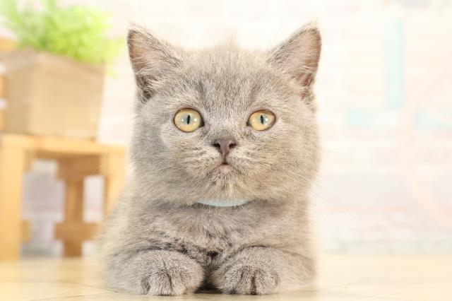 三重県のブリティッシュショートヘアー (Coo&RIKU四日市店/2026年4月30日生まれ/女の子/ブルー)の子猫の1枚目の画像