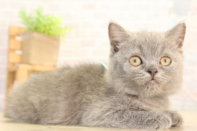 三重県のブリティッシュショートヘアー (Coo&RIKU四日市店/2026年4月30日生まれ/女の子/ブルー)の子猫の2枚目の画像