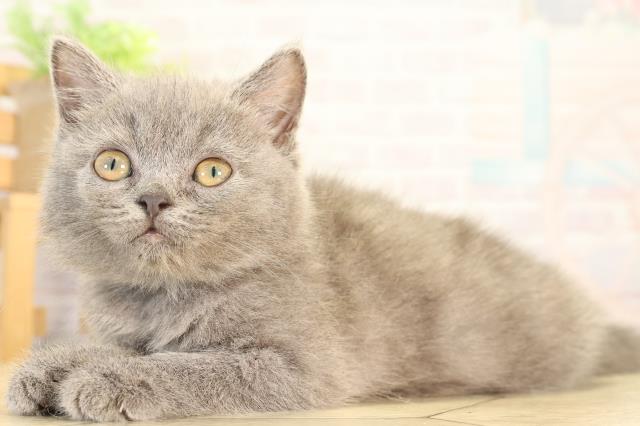 三重県のブリティッシュショートヘアー (Coo&RIKU四日市店/2026年4月30日生まれ/女の子/ブルー)の子猫の3枚目の画像