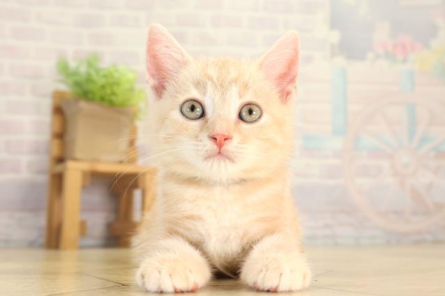 三重県のスコティッシュフォールド (Coo&RIKU四日市店/2026年6月2日生まれ/男の子/クリームタビー)の子猫の1枚目の画像