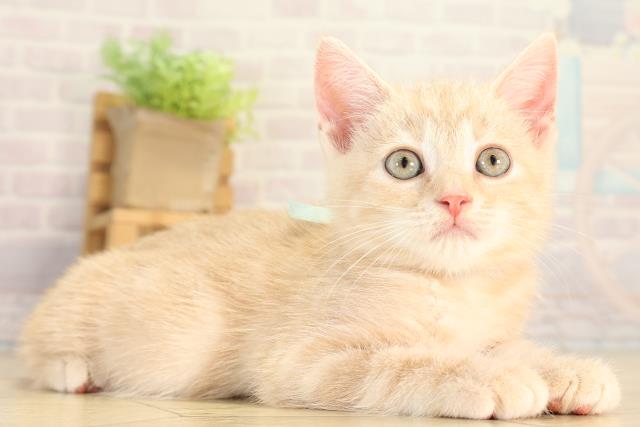 三重県のスコティッシュフォールド (Coo&RIKU四日市店/2026年6月2日生まれ/男の子/クリームタビー)の子猫の2枚目の画像