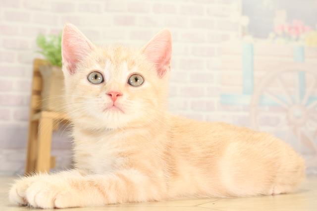 三重県のスコティッシュフォールド (Coo&RIKU四日市店/2026年6月2日生まれ/男の子/クリームタビー)の子猫の3枚目の画像