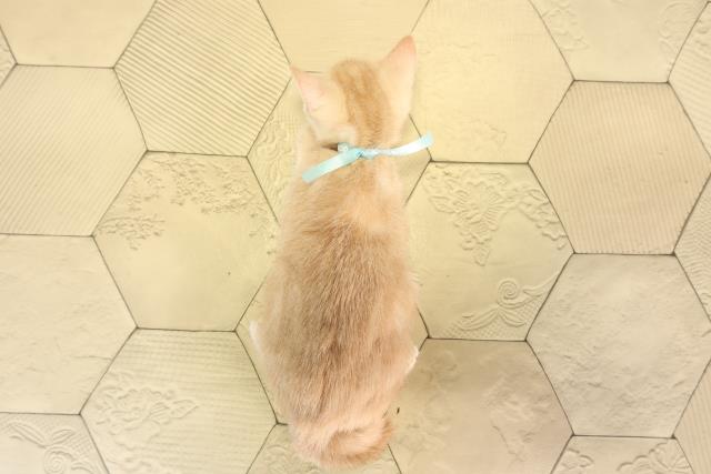 三重県のスコティッシュフォールド (Coo&RIKU四日市店/2026年6月2日生まれ/男の子/クリームタビー)の子猫の4枚目の画像