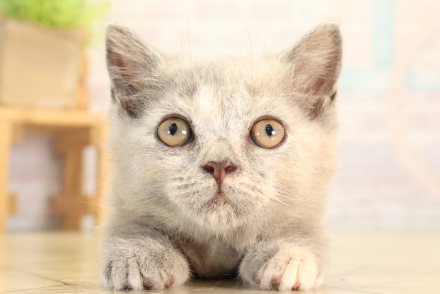 三重県のマンチカン (Coo&RIKU津高茶屋店/2026年5月7日生まれ/女の子/ブルークリーム)の子猫の1枚目の画像