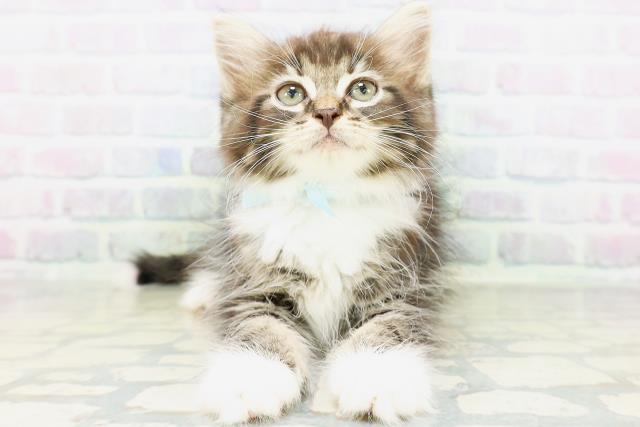 ノルウェージャン・フォレストキャット