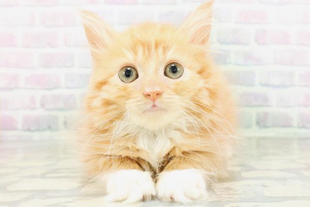 静岡県のサイベリアン (Coo&RIKU富士店/2026年5月6日生まれ/男の子/レッドタビーホワイト)の子猫の1枚目の画像
