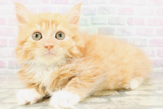 静岡県のサイベリアン (Coo&RIKU富士店/2026年5月6日生まれ/男の子/レッドタビーホワイト)の子猫の2枚目の画像