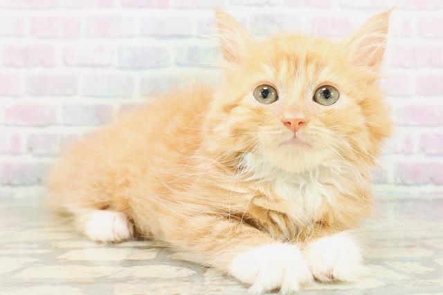 静岡県のサイベリアン (Coo&RIKU富士店/2026年5月6日生まれ/男の子/レッドタビーホワイト)の子猫の3枚目の画像