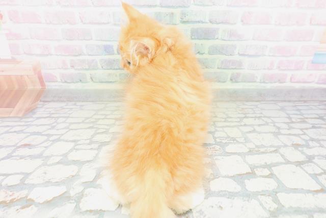 静岡県のサイベリアン (Coo&RIKU富士店/2026年5月6日生まれ/男の子/レッドタビーホワイト)の子猫の4枚目の画像