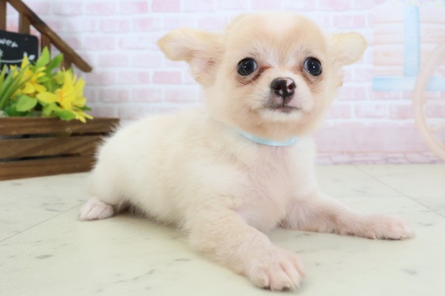 福岡県のチワワ(ロング) (Coo&RIKU大牟田店/2026年6月1日生まれ/男の子/クリームホワイト)の子犬の2枚目の画像