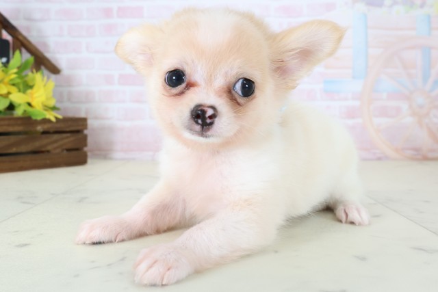 福岡県のチワワ(ロング) (Coo&RIKU大牟田店/2026年6月1日生まれ/男の子/クリームホワイト)の子犬の3枚目の画像