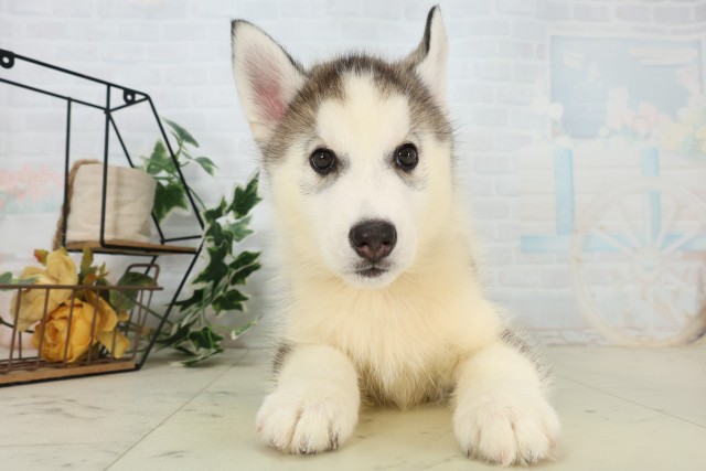 福岡県のシベリアンハスキー (Coo&RIKU筑後店/2026年6月2日生まれ/男の子/シルバーホワイト)の子犬の1枚目の画像