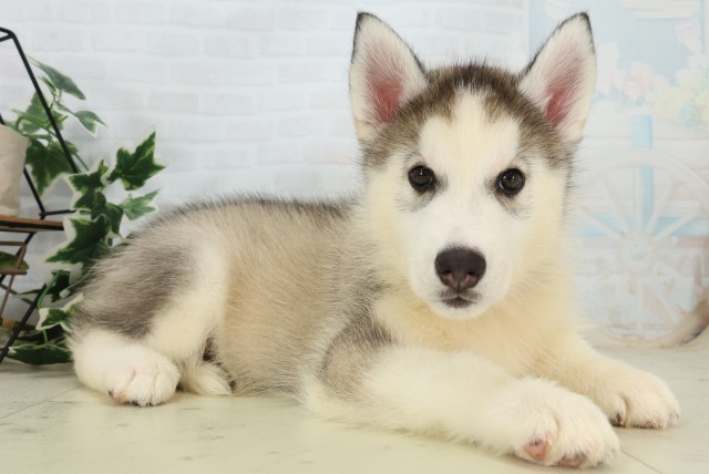 福岡県のシベリアンハスキー (Coo&RIKU筑後店/2026年6月2日生まれ/男の子/シルバーホワイト)の子犬の2枚目の画像