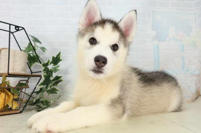 福岡県のシベリアンハスキー (Coo&RIKU筑後店/2026年6月2日生まれ/男の子/シルバーホワイト)の子犬の3枚目の画像