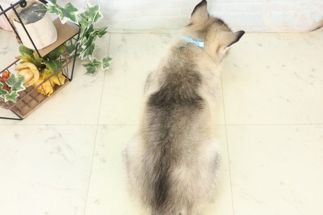 福岡県のシベリアンハスキー (Coo&RIKU筑後店/2026年6月2日生まれ/男の子/シルバーホワイト)の子犬の4枚目の画像