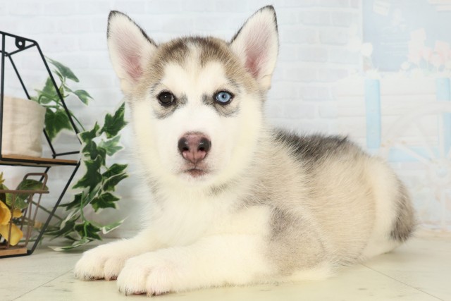 佐賀県のシベリアンハスキー (Coo&RIKU佐賀神埼店/2026年6月2日生まれ/男の子/シルバーホワイト)の子犬の3枚目の画像