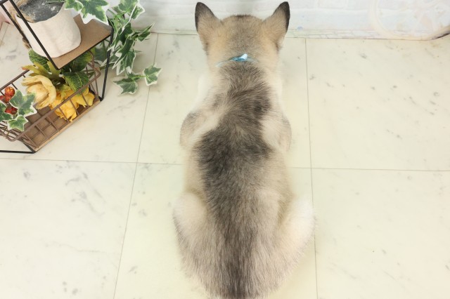 佐賀県のシベリアンハスキー (Coo&RIKU佐賀神埼店/2026年6月2日生まれ/男の子/シルバーホワイト)の子犬の4枚目の画像