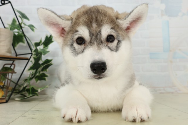 福岡県のシベリアンハスキー (Coo&RIKU小倉店/2026年5月30日生まれ/女の子/ブラックホワイト)の子犬の1枚目の画像