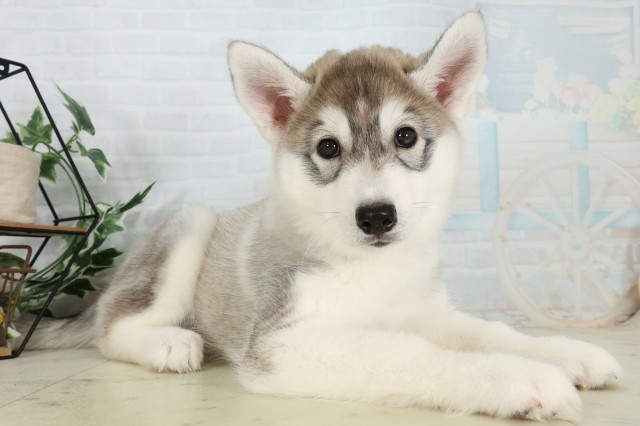 福岡県のシベリアンハスキー (Coo&RIKU小倉店/2026年5月30日生まれ/女の子/ブラックホワイト)の子犬の2枚目の画像