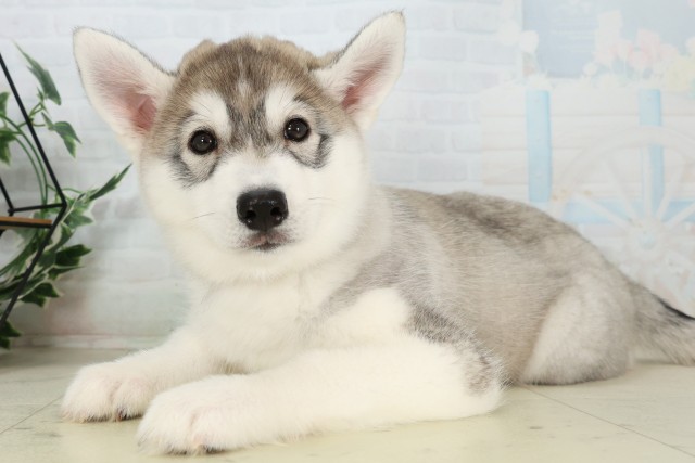 福岡県のシベリアンハスキー (Coo&RIKU小倉店/2026年5月30日生まれ/女の子/ブラックホワイト)の子犬の3枚目の画像