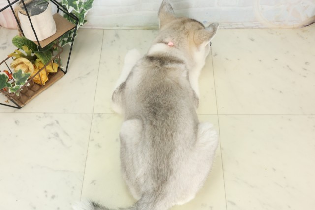 福岡県のシベリアンハスキー (Coo&RIKU小倉店/2026年5月30日生まれ/女の子/ブラックホワイト)の子犬の4枚目の画像