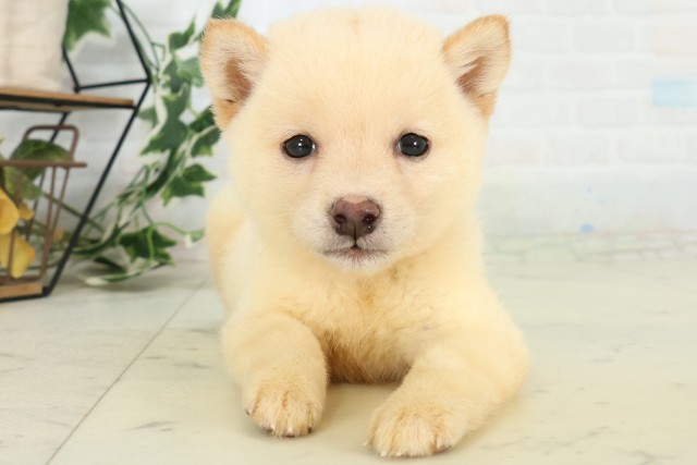 沖縄県の豆柴 (Coo&RIKU沖縄浦添店/2026年6月2日生まれ/男の子/白)の子犬の1枚目の画像