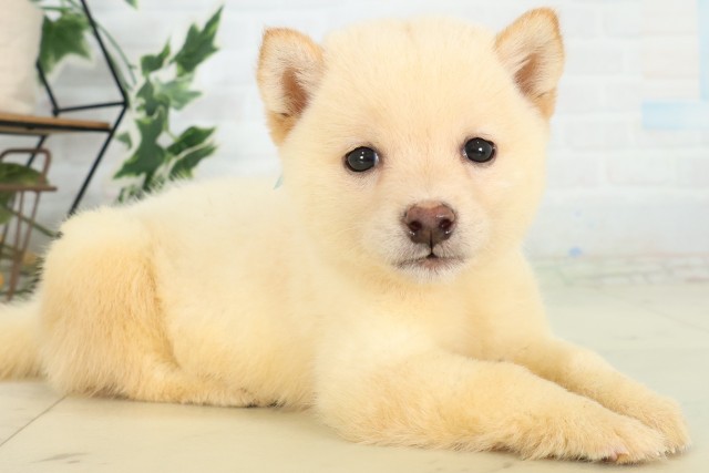 沖縄県の豆柴 (Coo&RIKU沖縄浦添店/2026年6月2日生まれ/男の子/白)の子犬の2枚目の画像