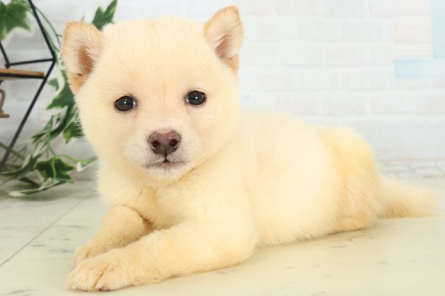 沖縄県の豆柴 (Coo&RIKU沖縄浦添店/2026年6月2日生まれ/男の子/白)の子犬の3枚目の画像