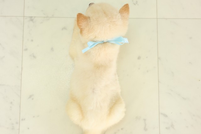 沖縄県の豆柴 (Coo&RIKU沖縄浦添店/2026年6月2日生まれ/男の子/白)の子犬の4枚目の画像